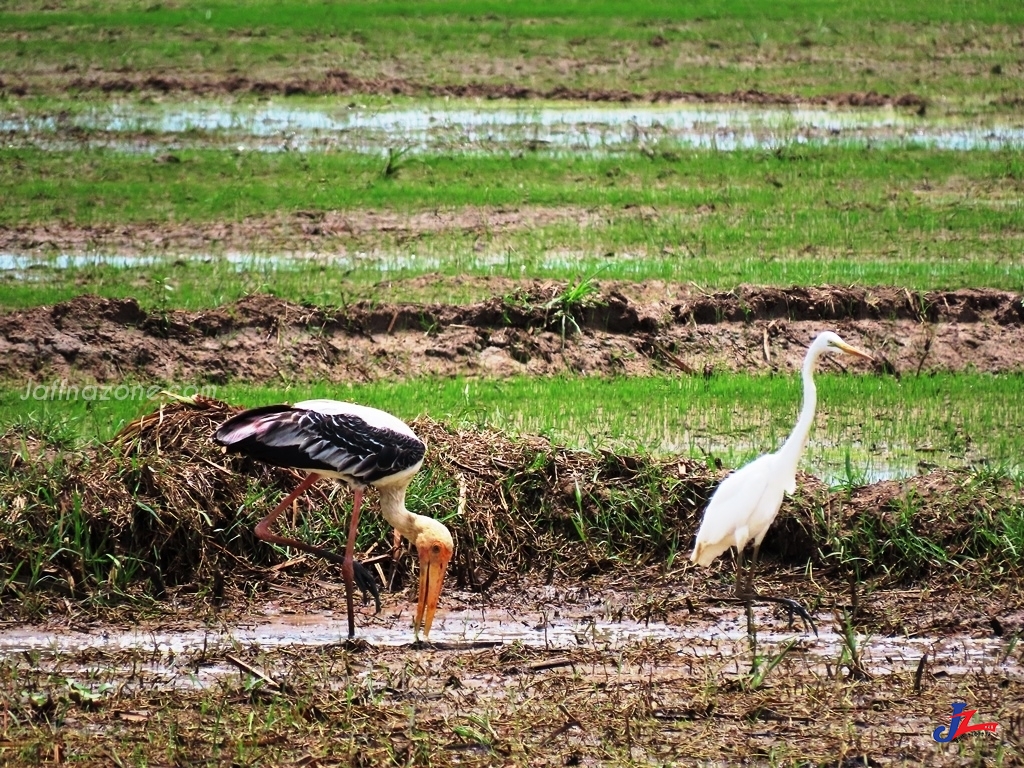 வெளிநாட்டு பறவை இனங்கள் அம்பாறை மாவட்டத்தில் சஞ்சரிப்பு