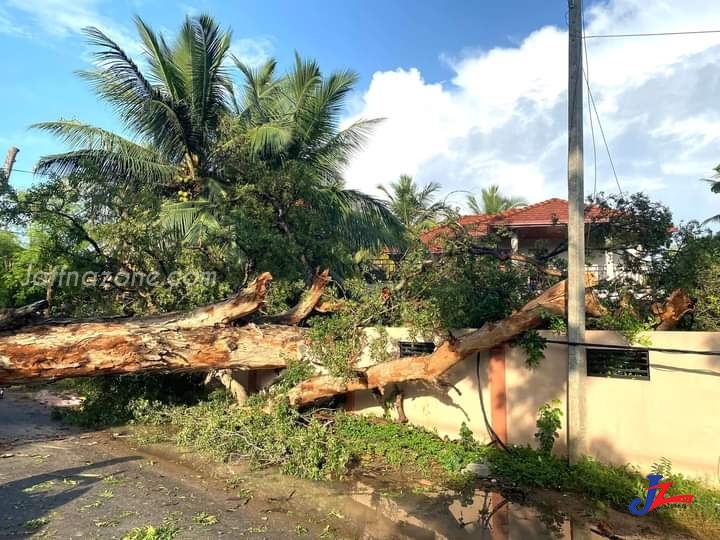 யாழ்.கச்சோி - நல்லுார் வீதியில் சுமார் 200 வருடங்கள் பழமையான மரம் அடியோடு சாய்ந்தது..