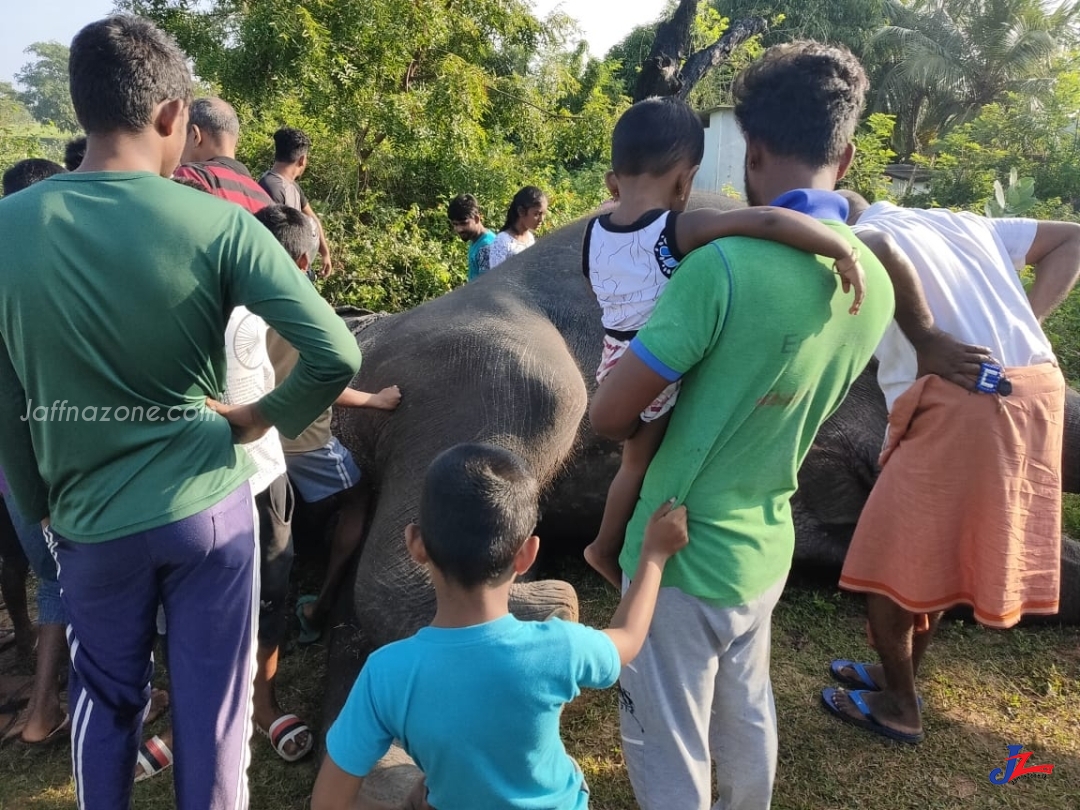 காட்டு யானையொன்று வீட்டு முற்றம் ஒன்றில் உயிரிழந்தமை தொடர்பாக விசாரணை