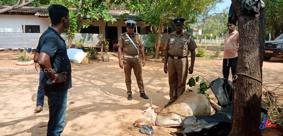 யாழ்.பலாலியில் இறைச்சிக்காக பசுமாடு திருடிய 3 பேர் கைது! 2 பேர் கொழும்பை சேர்ந்தவர்களாம்...