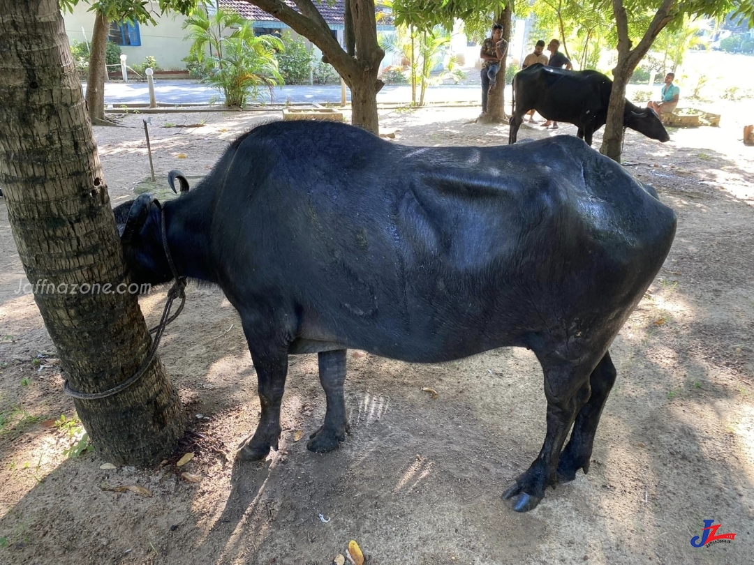 அனுமதி பத்திரமின்றி மீட்கப்பட்ட எருமை மாடுகள் தொடர்பில் புலன் விசாரணை முன்னெடுப்பு