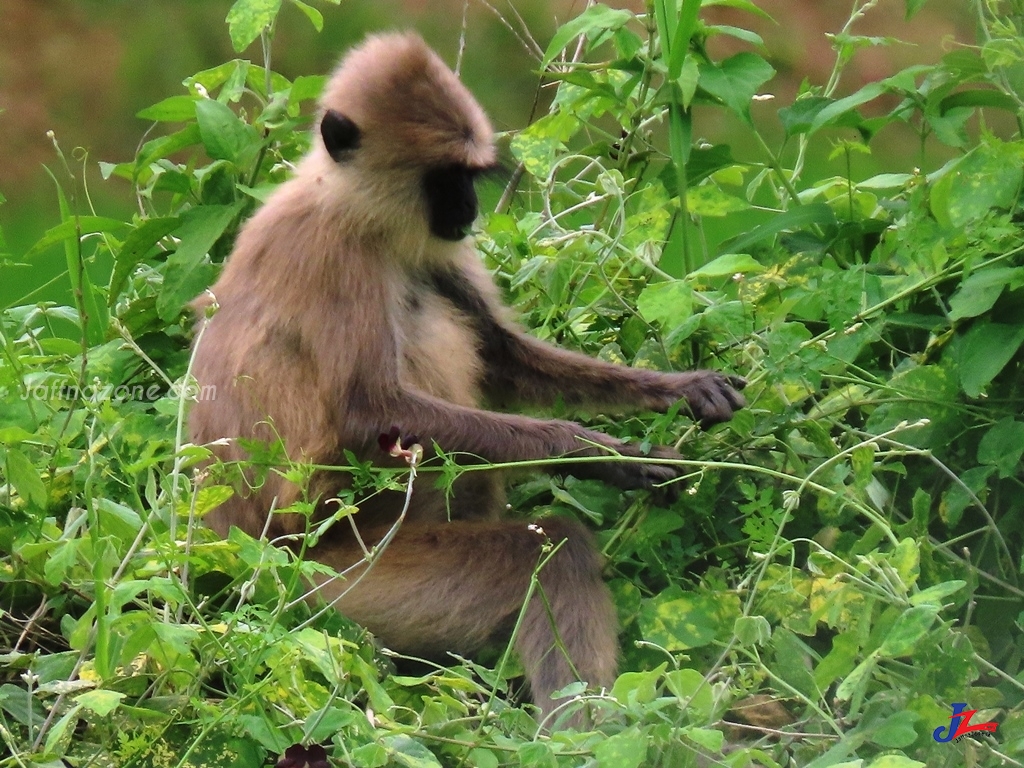 குரங்குகளால் தொல்லை-அம்பாறை மாவட்ட மக்கள் சிரமம்