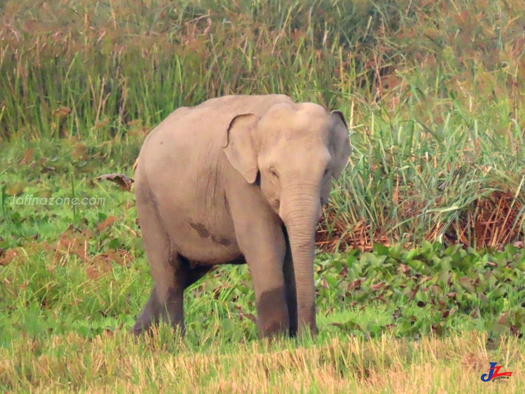 புதிய புற்களை தேடி உண்டு வரும் யானை கூட்டம்