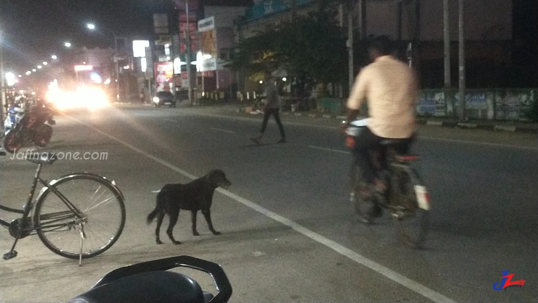 கல்முனை மாநகரில் சொறி நாய்களின் தொல்லை- மக்களை தேடி கடிக்கும் நிலை