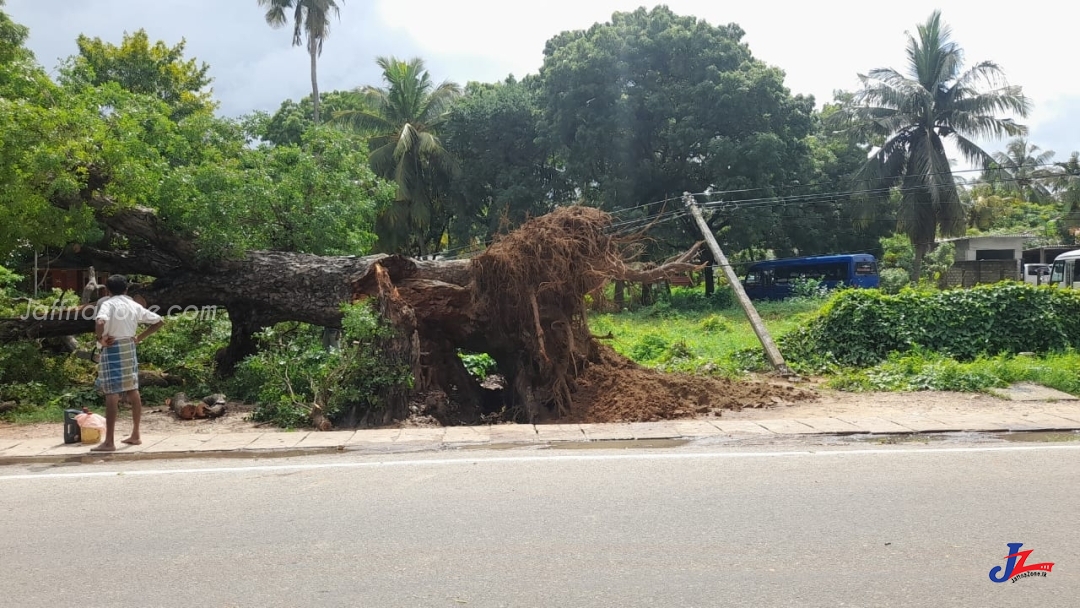 யாழ்.நகரில் நூற்றாண்டுகால பழமையான மரம் முறிந்து விழுந்தது..