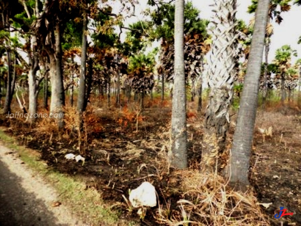 கோவில் சுற்றாடலில் மாட்டு இறைச்சி கழிவுகளை வீசிய கும்பல்...