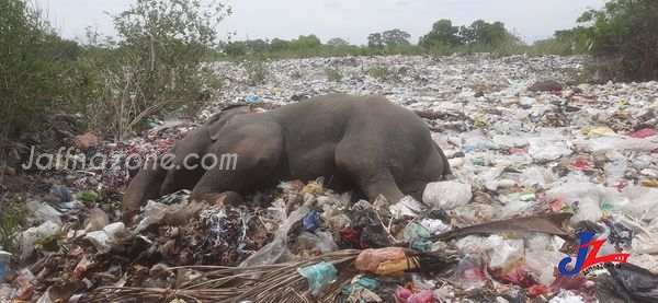 யானை இறப்பு-அம்பாறை புத்தங்கல வீதியிலுள்ள கழிவு மறுசுழற்சி நிலையம் அருகில் சம்பவம்