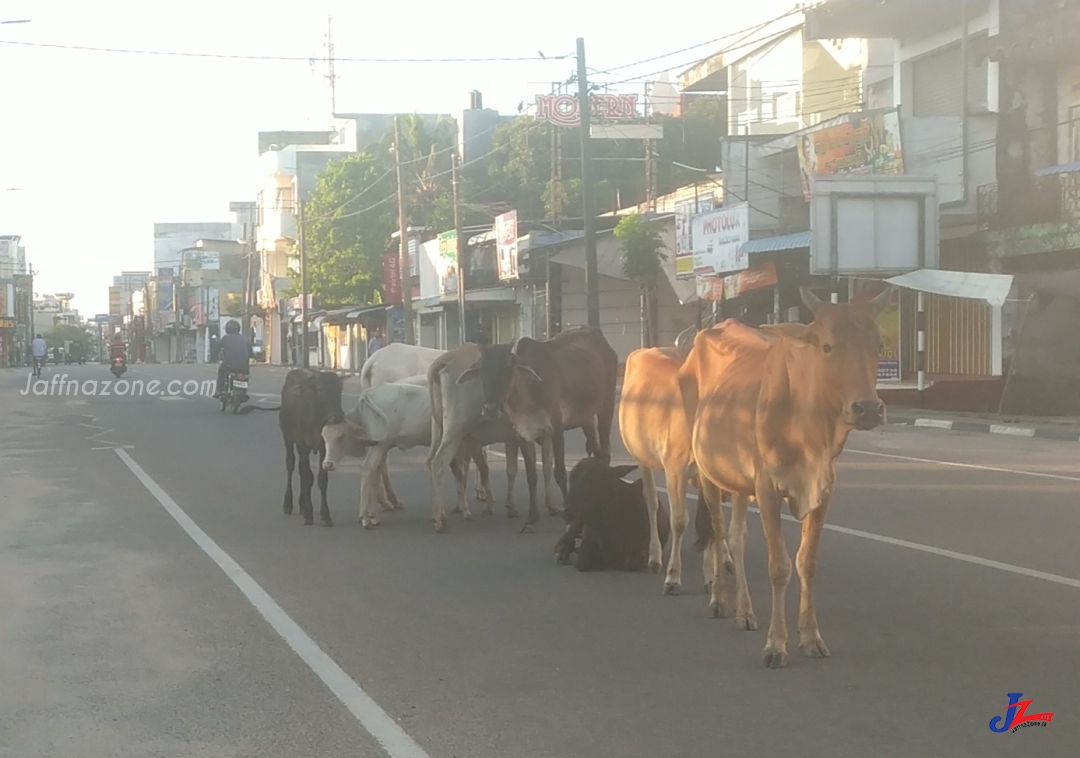 கட்டாக்காலி மாடுகள் நாய்களினால் போக்குவரத்து சிரமம்-அம்பாறையில் சம்பவம்