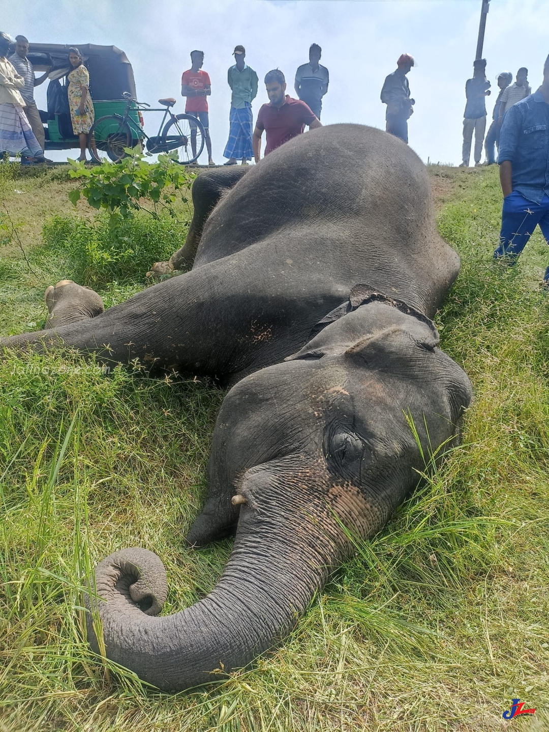 காட்டு யானையொன்று உயிரிழந்தமை தொடர்பாக விசாரணை