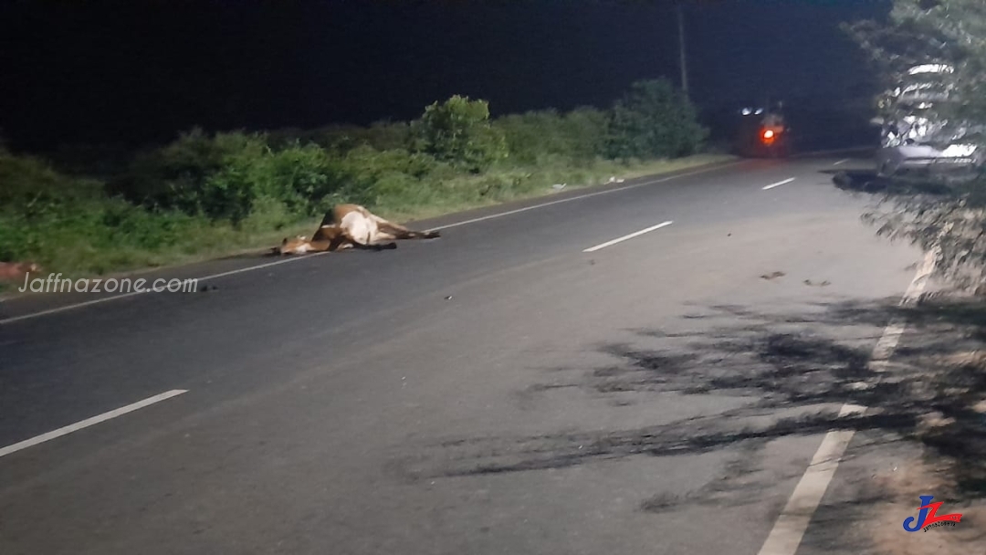 யாழில். கார் மோதி பசுமாடு உயிரிழப்பு