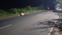 யாழில். கார் மோதி பசுமாடு உயிரிழப்பு