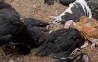 அச்சுவேலியில் பெண் தலைமைத்துவ குடும்பத்தின் கோழிகளுக்கு விஷம் வைத்து விசமிகள்!
