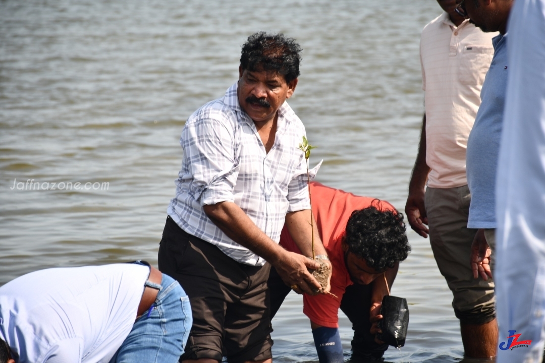 யாழில். கடற்தொழில் அமைச்சின் ஏற்பட்டில் கண்டல் தாவர நடுகை