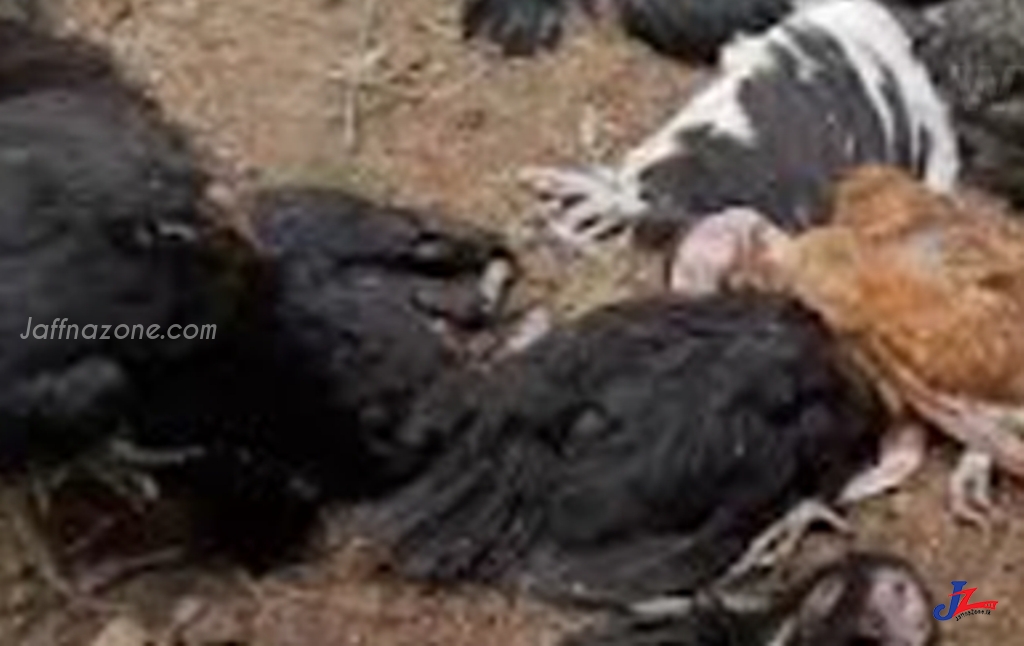 அச்சுவேலியில் பெண் தலைமைத்துவ குடும்பத்தின் கோழிகளுக்கு விஷம் வைத்து விசமிகள்!